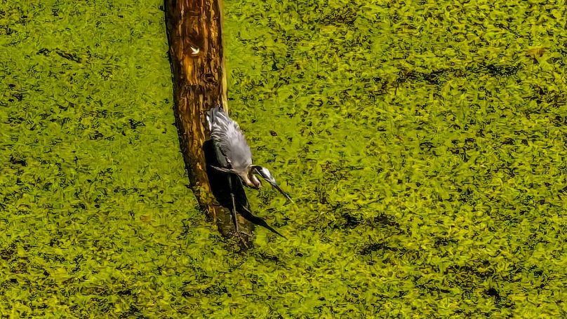 dji_fly_20240730_145650_0267_1722366485256_photo