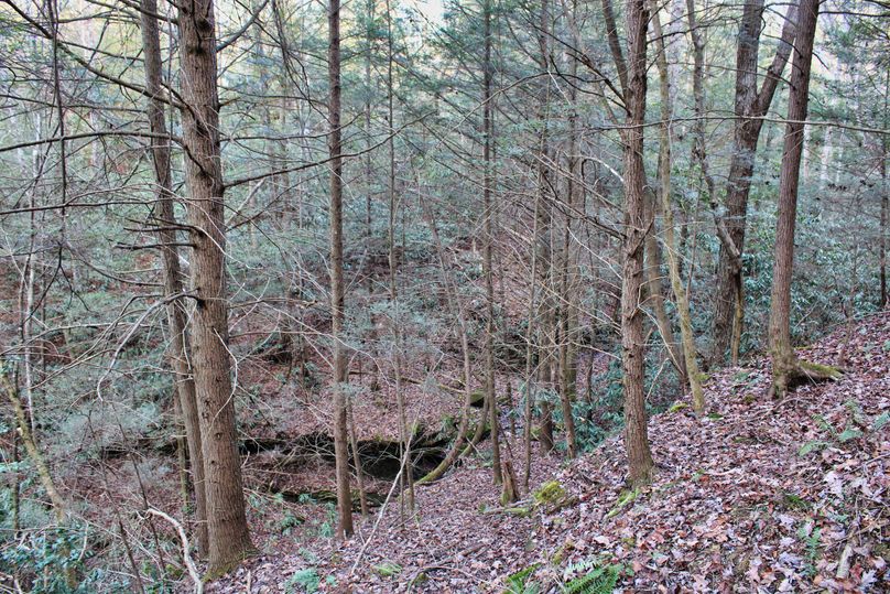 020 thick cedars along the feeder stream to the main creek
