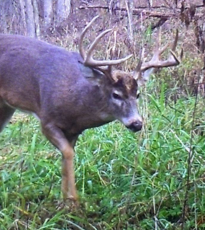 54.03 Houston Deer-15