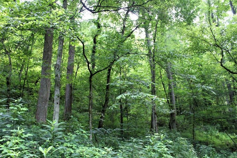038 hardwood forested slope in the northern portion of the property