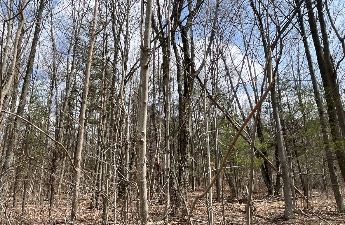 Schuyler_15.44_Bringhurst photo 5