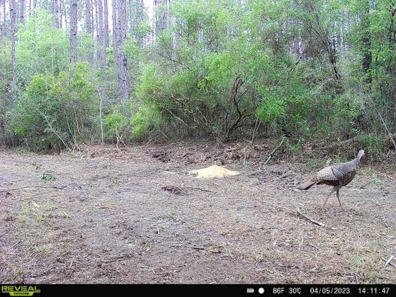 Trail Cam 4