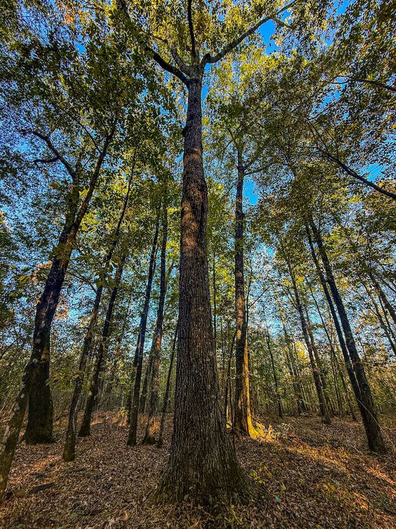 Clay 302.7 Henderson-13