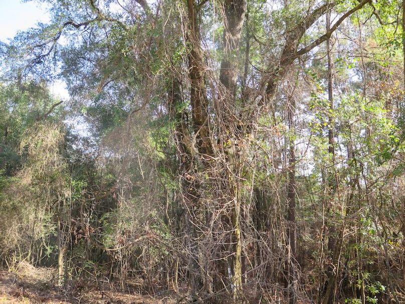 Lauderdale Co - 74 - Gillentine-10