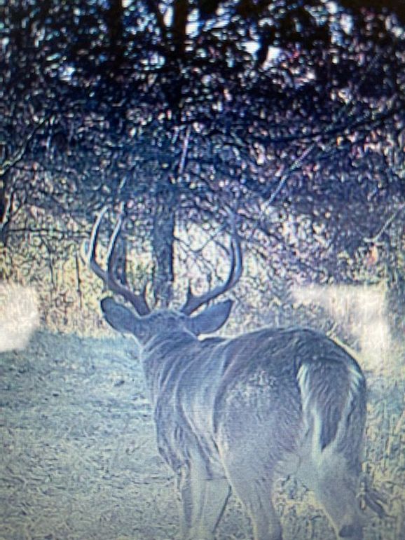 buck pic on property2