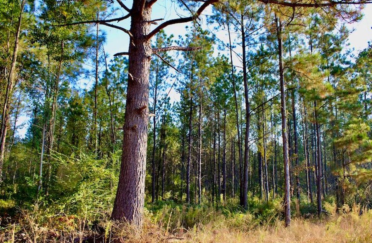 2D5BC3BC-28F1-41FC-B41E-4CEF8A3A0C93_1_201_a