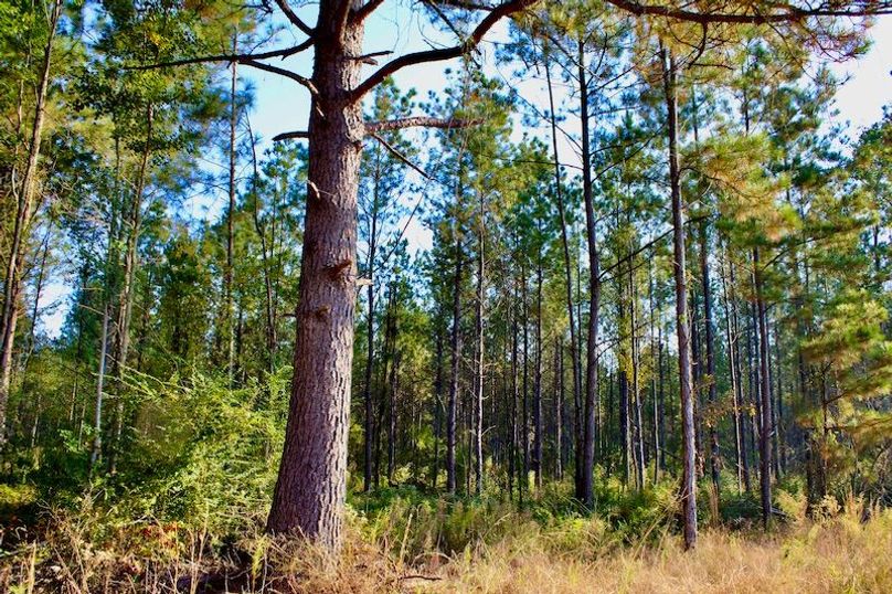 2D5BC3BC-28F1-41FC-B41E-4CEF8A3A0C93_1_201_a