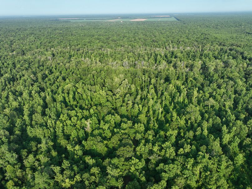 dji_fly_20230630_080642_190_1688137785042_photo