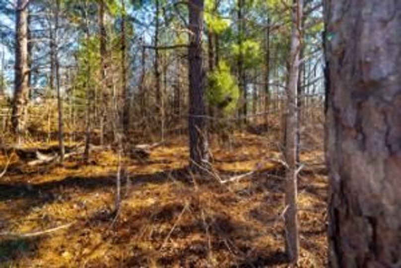 MCKINNON TRACT 29-04