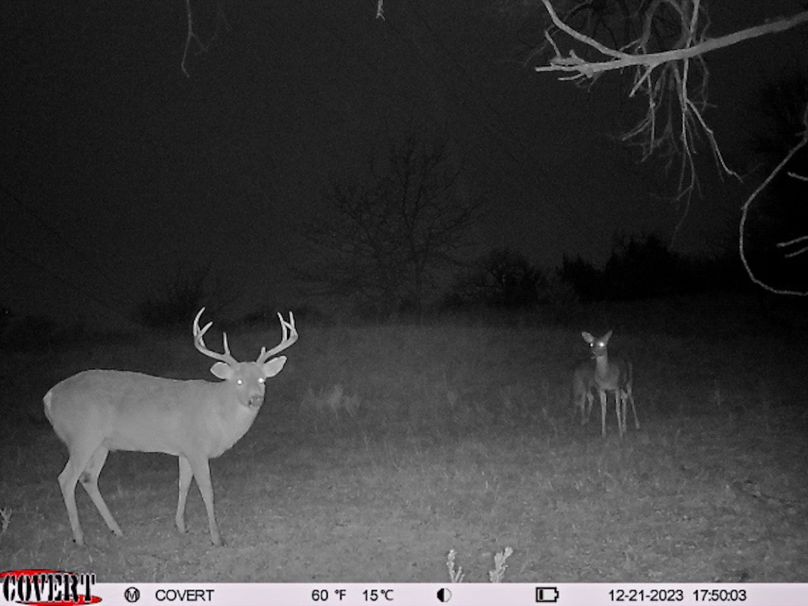 covert_photo_2595421564