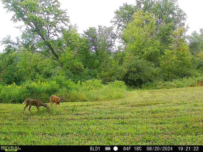 trailcam.Jackson35 - 8