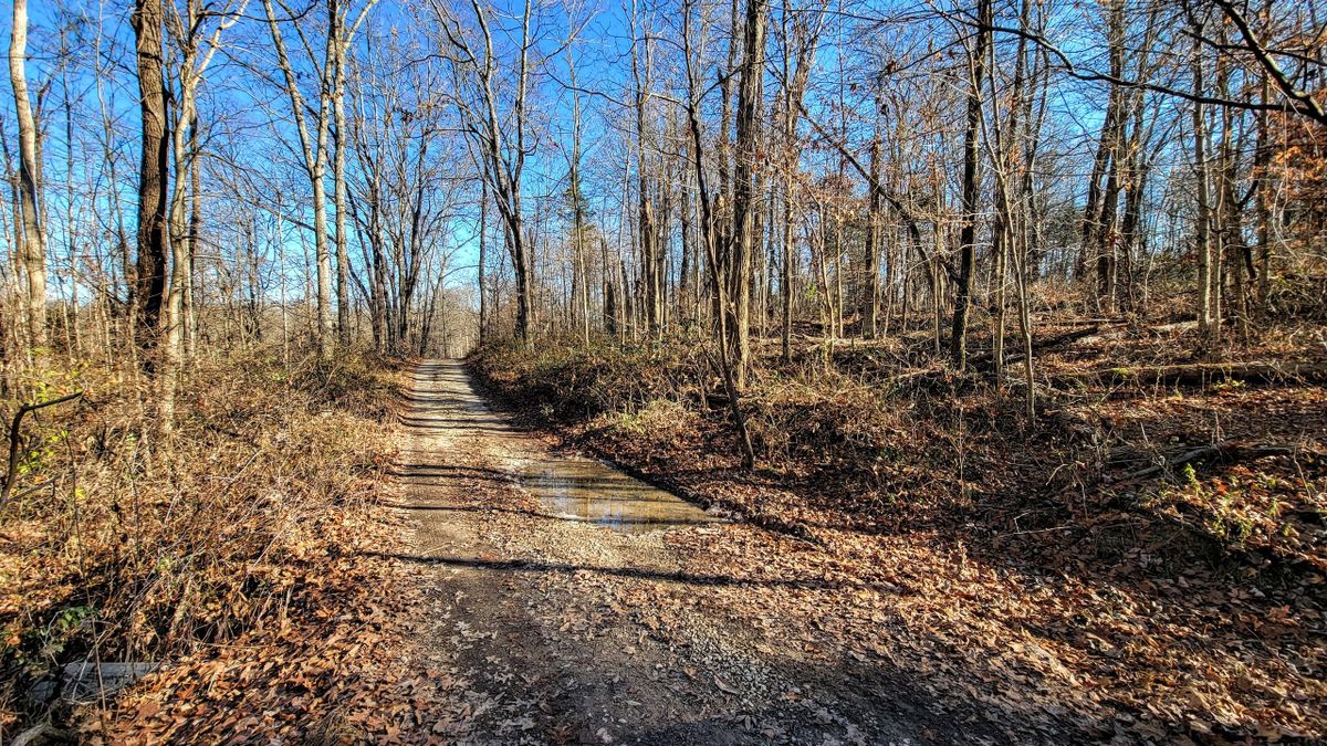 Undeveloped Wooded Lot With Quick Access To SR 129 Whitetail Properties