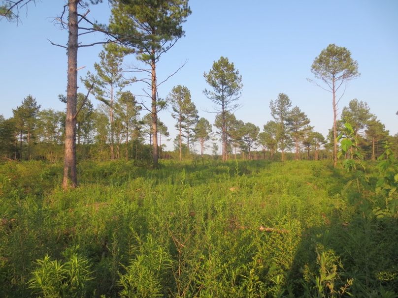 27839546-4B89-44DF-A0C0-B02229521C39_1_105_c