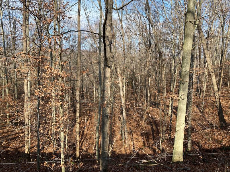 027 some of the wooded areas showing some good timber ready for harvest copy