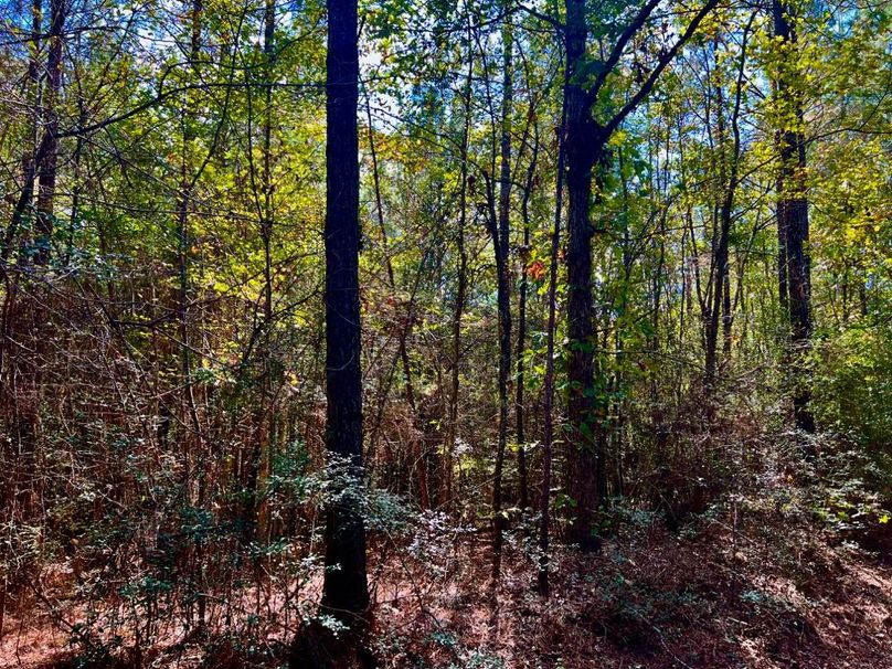 0F345BF3-49AD-4140-B6A0-0BD042B27F71_1_201_a