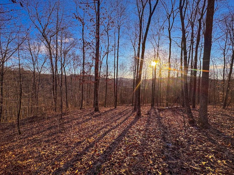 Roane, WV 100.12 AC Tree Line-49