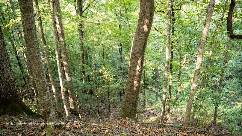 Tallahatchie 847 Messina-18