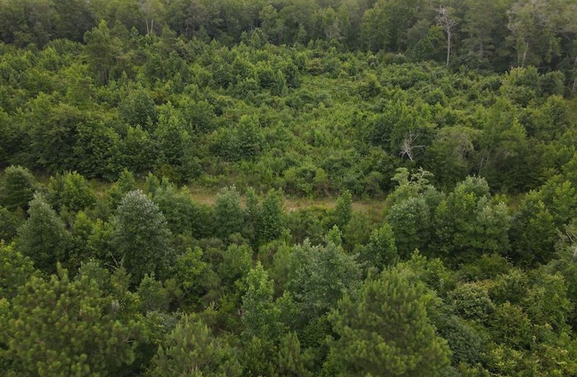 DJI_0568