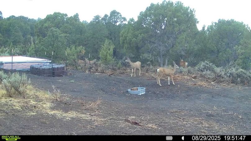 016578004060205-100-3-08292025195147-V-SYFW00045