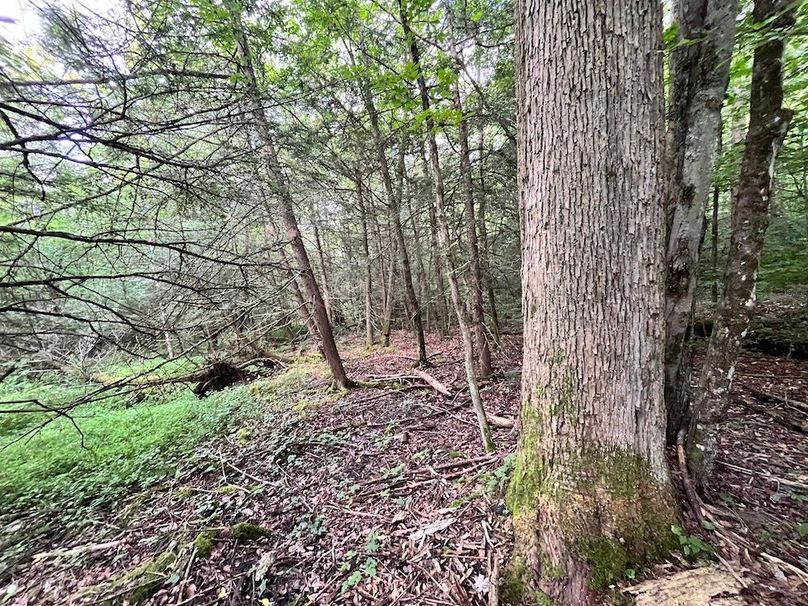 Chemung_78.26+Gutchess_Lumber_Photos_13