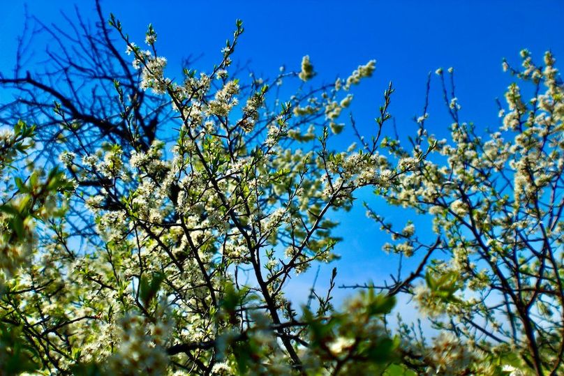 Plum_Flowers(2)