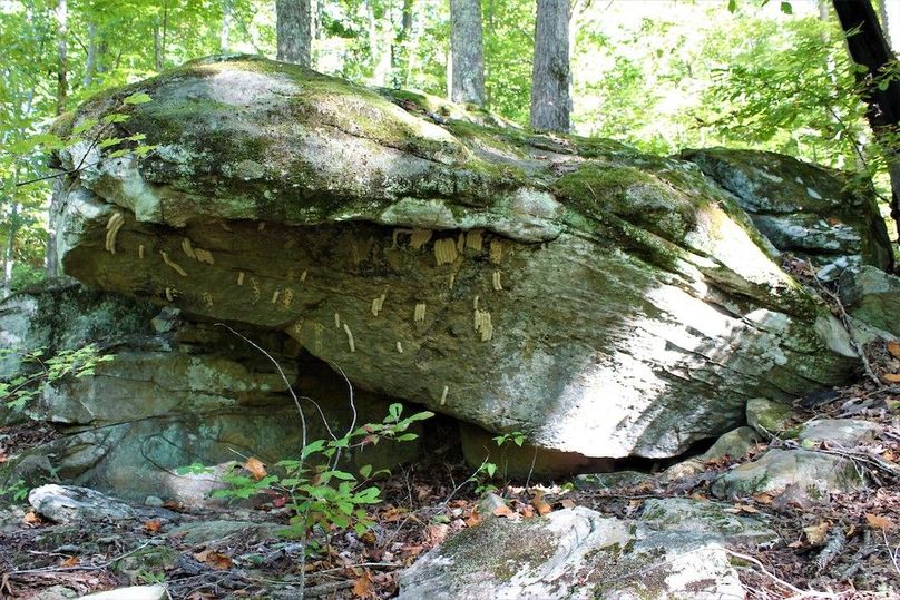 017 look closely at all the muddabber nests under the shelter of this huge boulder