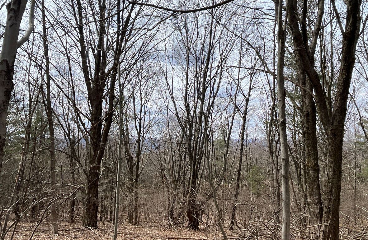 Schuyler_15.44_Bringhurst photo 1