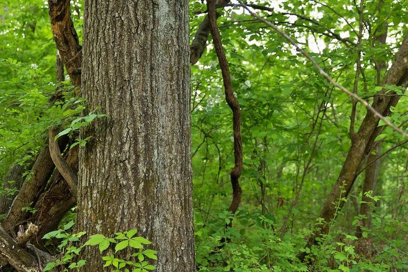 woods red oak close