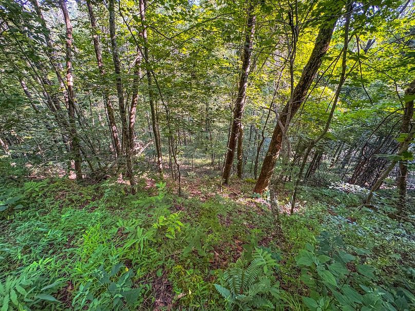 Lewis, WV 82.87 AC Barger-074