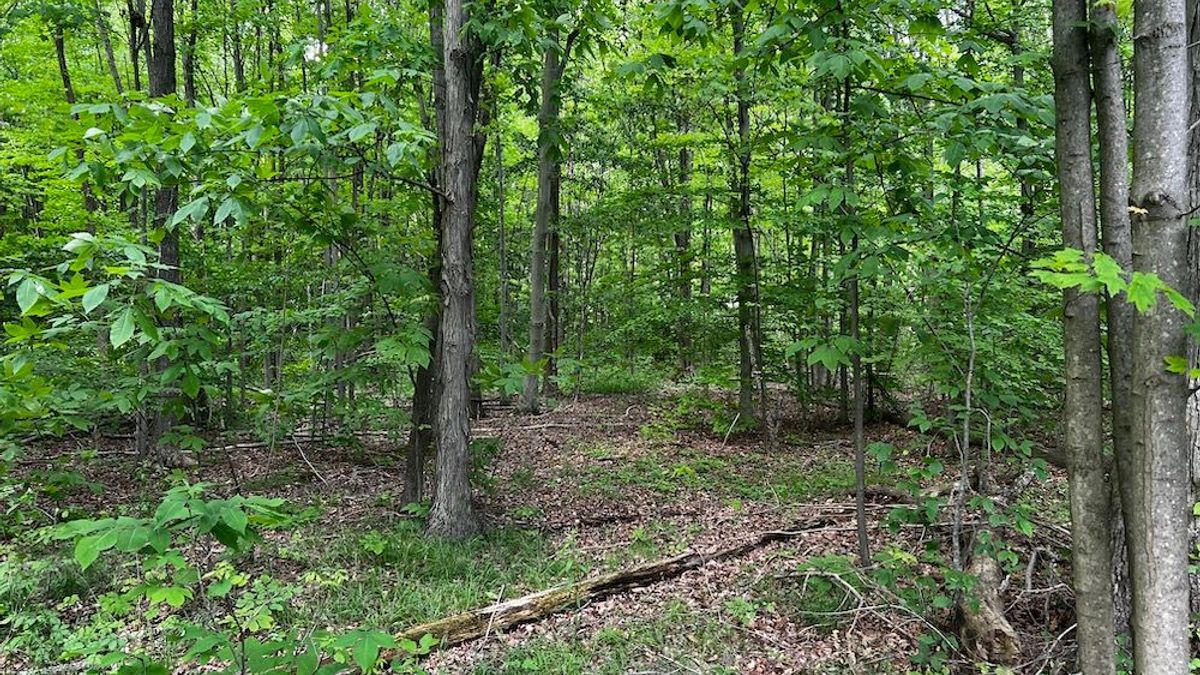 Nice All Wooded Tract In NE Ohio Whitetail Properties
