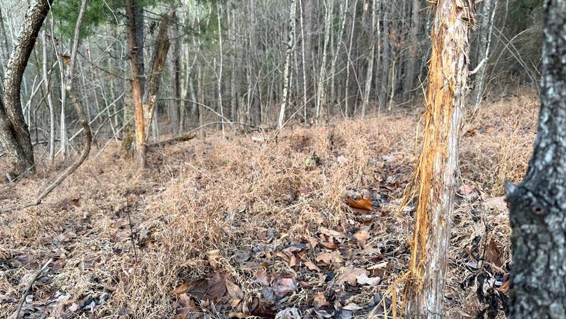 Grayson 48.195 Johnson14