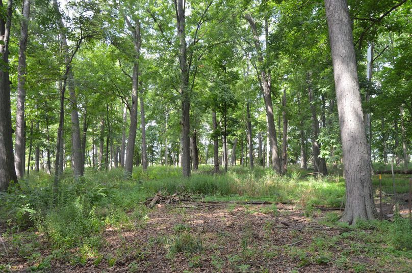 woods 2