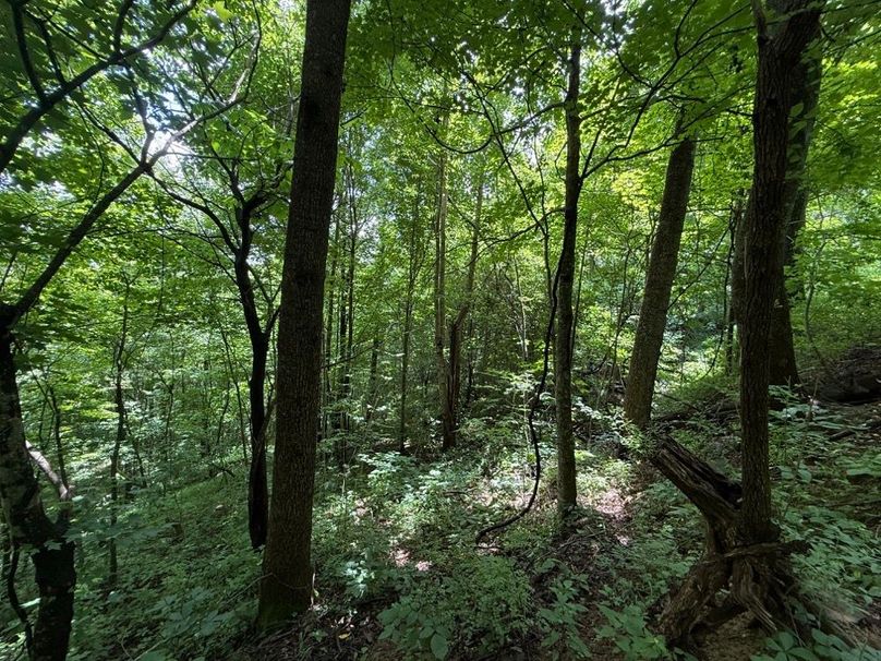 009 forested east facing slope in the main valley