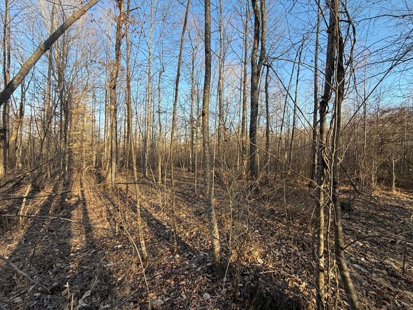 016 forested area near the north boundary in the middle area of the property