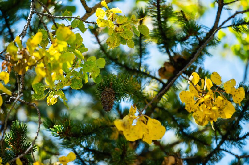 Teller Co 4.65 Thomas - 025 Pines and Aspens