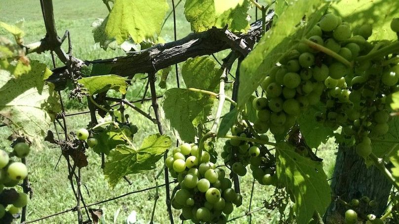 IMG_20150628_102019093