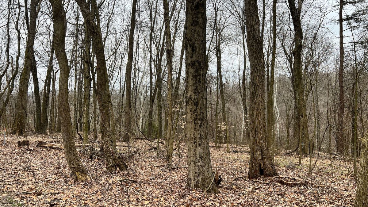 Excellent Small Property Near Pleasant Hill Lake In North Central OH