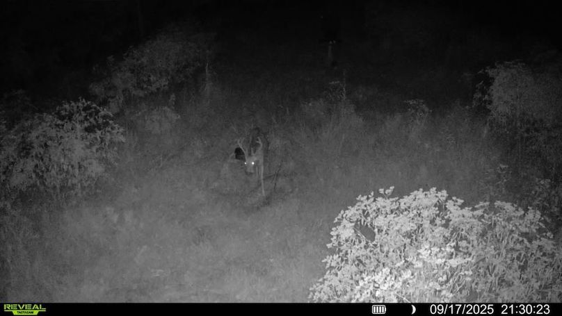 016578004184187-100-3-09172025213023-SYFW04515