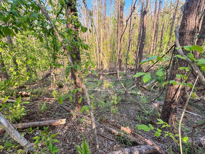 Tallahatchie 44 Newman (Crowden) Wide-24