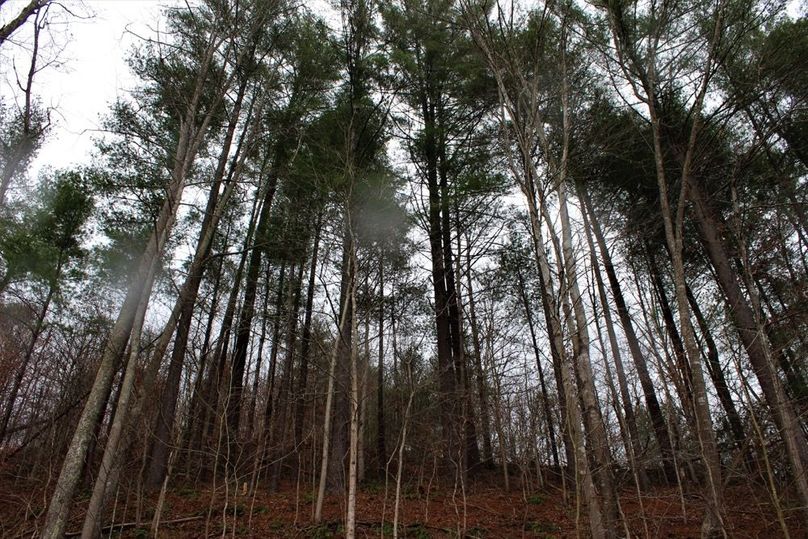 013 stand of towering white pines providing shade at the west edge of the property