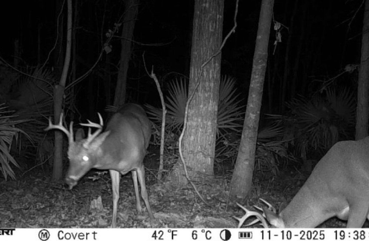 11_10_2025_19_38_09_3247561786