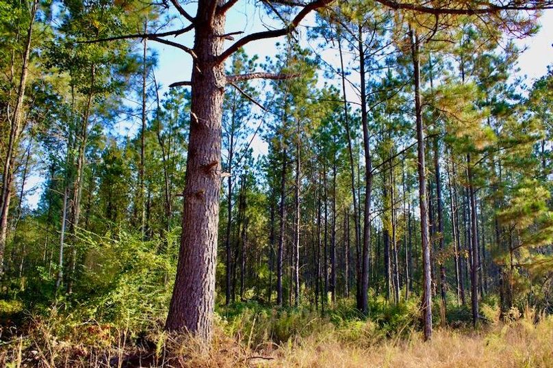 2D5BC3BC-28F1-41FC-B41E-4CEF8A3A0C93_1_105_c