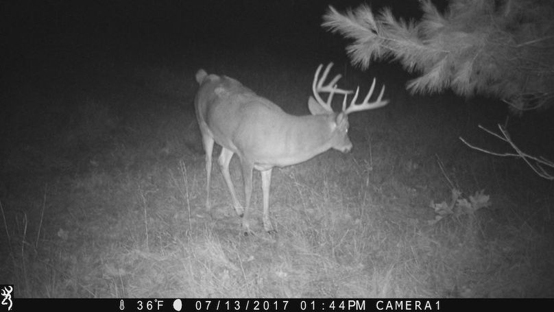 Sauk 174 Trailcam - 73