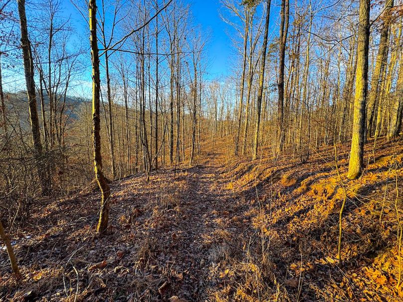 Roane, WV 100.12 AC Tree Line-34