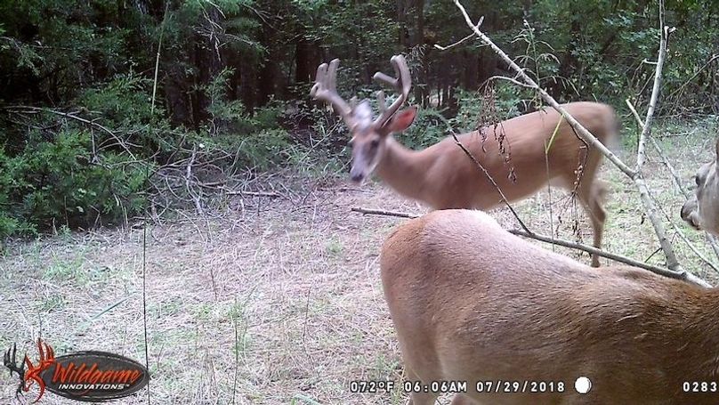 trail cam 6