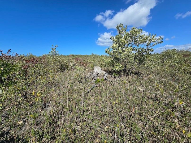 17.17ac, Citrus, Josiah Ronco22