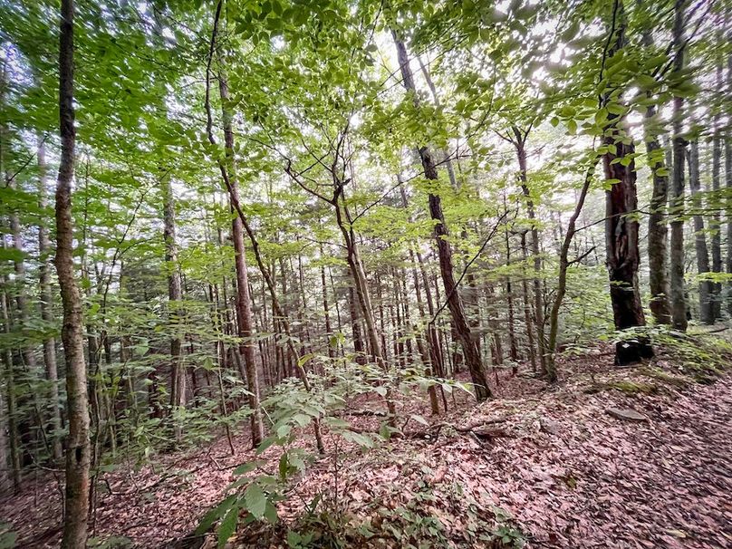 Tioga_82.5_Williams_Photos_8