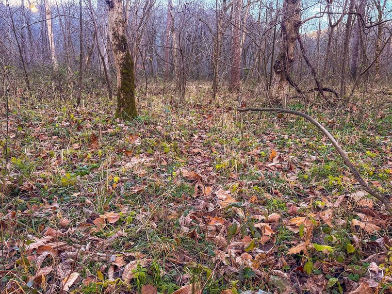 Pleasants_Wood 169.97 AC Cokeley-29