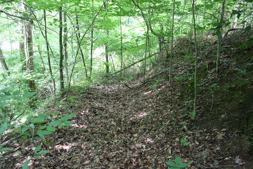 006 some of the old logging roads from many years past