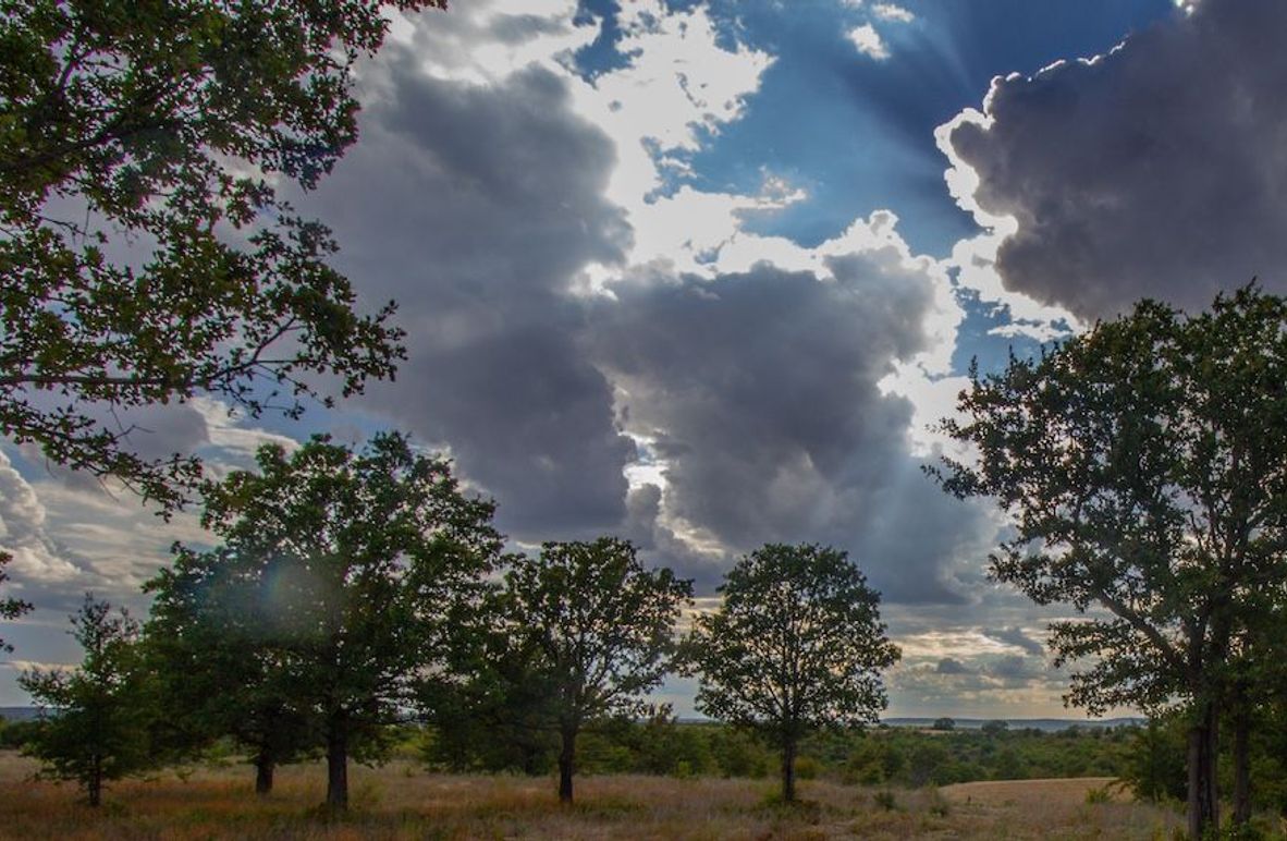 6. Open pasture meets scattered oak trees